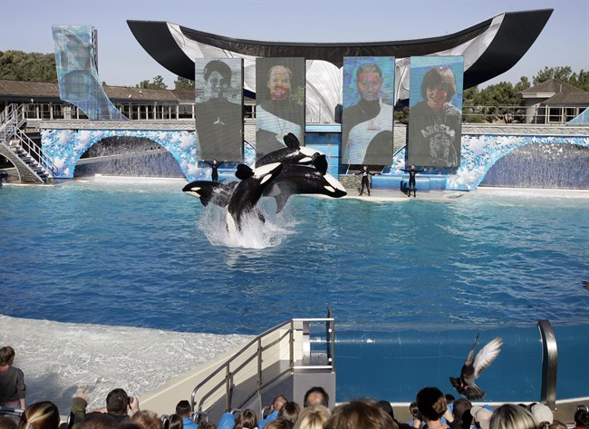 SeaWorld acknowledges planting worker in animal rights group | iNFOnews.ca CP36514785