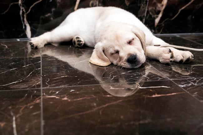 Don't let puppy love blind you to the expense of a dog | iNFOnews.ca Don't let puppy love blind you to the expense of a dog | iNFOnews.ca