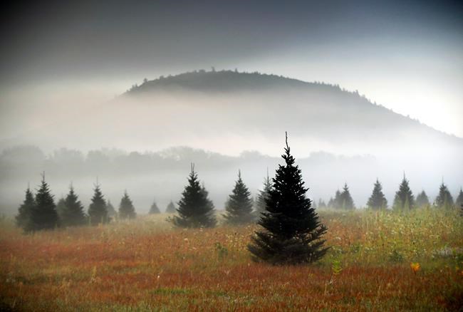 What's in the Amazon box? Maybe a real 7-foot Christmas tree | iNFOnews.ca CP249408775