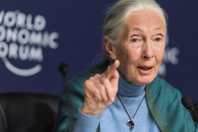 Jane Goodall's 'The Book of Hope' coming out in 2021 | iNFOnews.ca Jane Goodall's 'The Book of Hope' coming out in 2021 | iNFOnews.ca