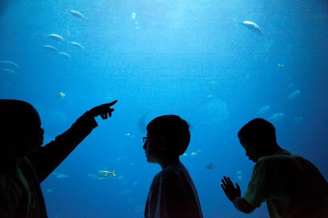 Fins up! Georgia Aquarium to create shark habitat in Atlanta | iNFOnews.ca Fins up! Georgia Aquarium to create shark habitat in Atlanta | iNFOnews.ca