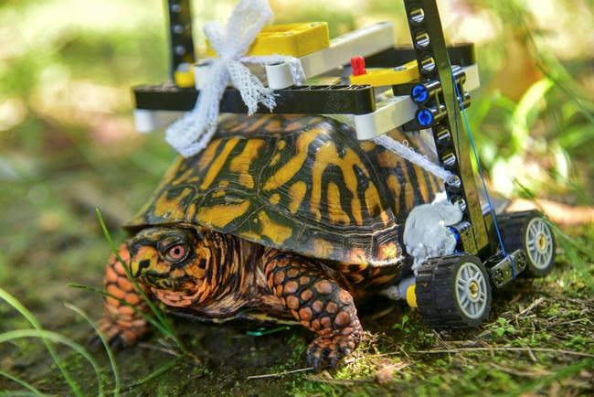 Injured turtle gets around on Lego wheelchair while healing | iNFOnews.ca Injured turtle gets around on Lego wheelchair while healing | iNFOnews.ca