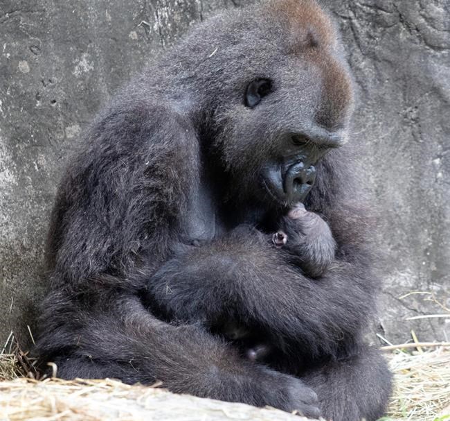 Tiny critically endangered gorilla baby born in New Orleans | iNFOnews.ca