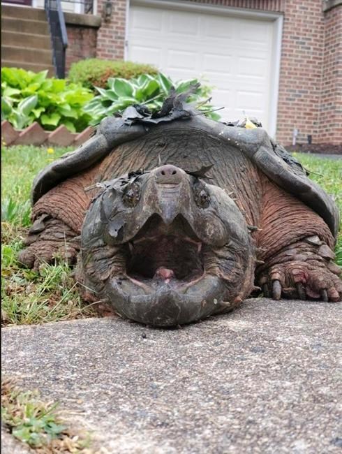 Oh snap! Police capture 65-pound turtle from Virginia suburb | iNFOnews.ca