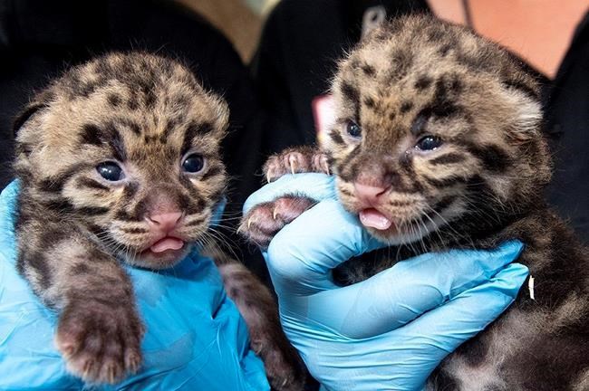 Cuteness alert: Zoo Miami shows off clouded leopard kittens | iNFOnews.ca