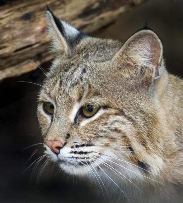 After walk on the wild side, bobcat is doing fine at the zoo | iNFOnews.ca