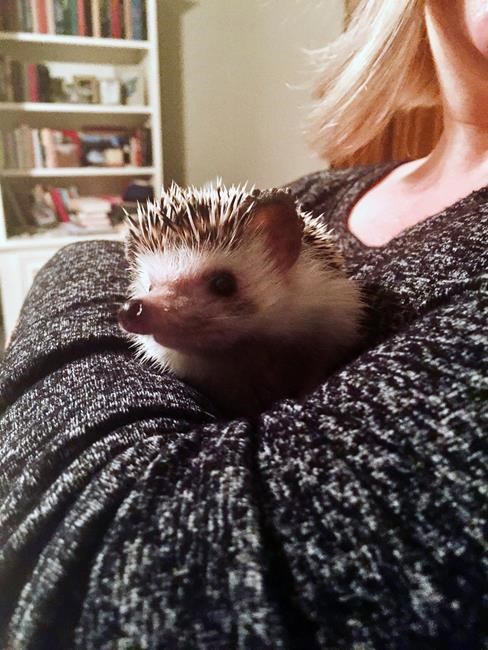 Cats, dogs, Quillie the hedgehog source of comfort in crisis | iNFOnews.ca Cats, dogs, Quillie the hedgehog source of comfort in crisis | iNFOnews.ca