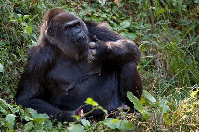 Zoo Atlanta mourns death of Shamba, 58, its oldest gorilla | iNFOnews.ca