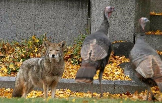 Getting more 'wolflike' is the key to the future for coyotes | iNFOnews.ca CP540201643
