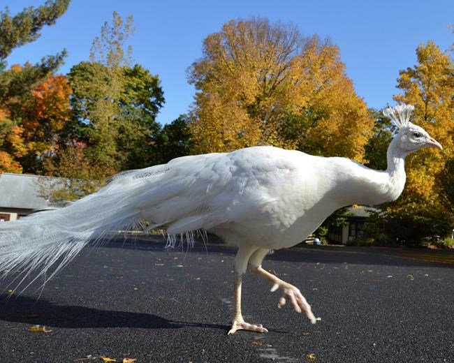 Lion kills beloved peacock that flew into its zoo enclosure | iNFOnews.ca CP559561316