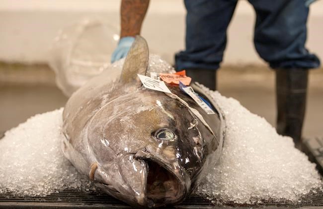 US issuing new rules to curb illegal fishing, seafood fraud | iNFOnews.ca CP1121354579