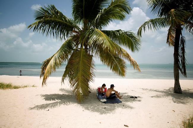 Florida's iconic palm trees threatened by invasive disease | iNFOnews.ca Florida's iconic palm trees threatened by invasive disease | iNFOnews.ca