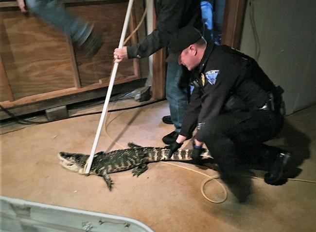 Authorities seize alligator from Ohio basement | iNFOnews.ca