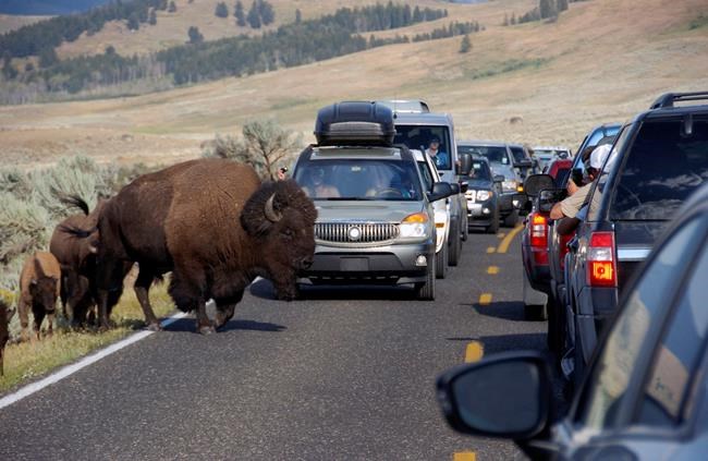 Coronavirus will likely reduce Chinese travel to Yellowstone | iNFOnews.ca
