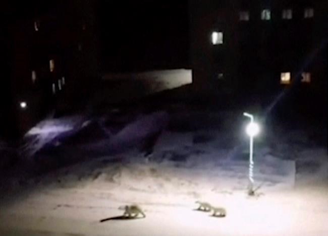 Polar bears invade Russian town; locals delighted but wary | iNFOnews.ca Polar bears invade Russian town; locals delighted but wary | iNFOnews.ca
