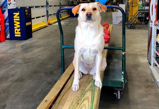 South Carolina man finds his stolen dog dead along a highway | iNFOnews.ca
