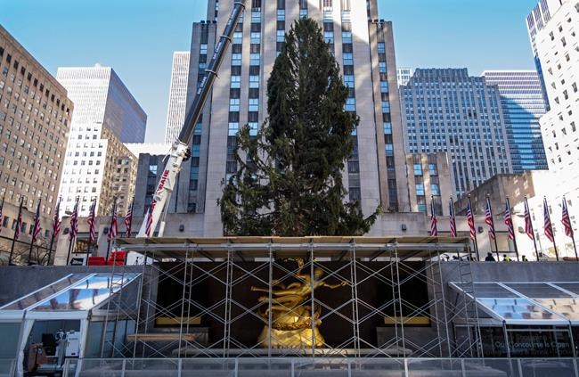 Rockefeller Center Christmas tree goes up; lighting Dec. 2 | iNFOnews.ca Rockefeller Center Christmas tree goes up; lighting Dec. 2 | iNFOnews.ca