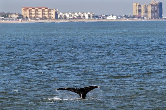 Young whales looking to dine flock to waters off NYC | iNFOnews.ca
