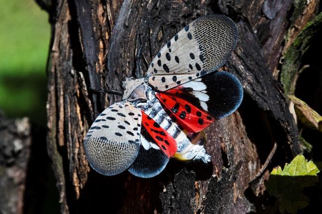 Study: Spotted lanternfly costing Pennsylvania $50M annually | iNFOnews.ca