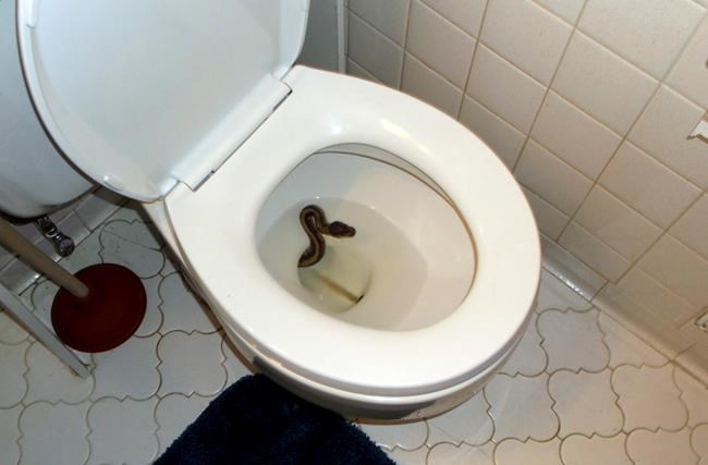 Snake fished out of toilet, claimed by owners miles away | iNFOnews.ca