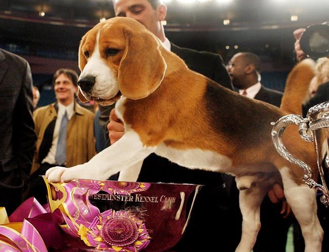 A dog's life: Uno, beagle who wowed Westminster, dies at 13 | iNFOnews.ca A dog's life: Uno, beagle who wowed Westminster, dies at 13 | iNFOnews.ca