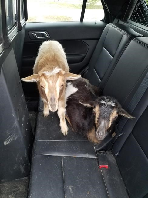 Police pick up adorable intruders: A pair of pygmy goats | iNFOnews.ca Police pick up adorable intruders: A pair of pygmy goats | iNFOnews.ca