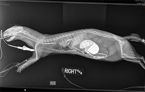 Ferret has successful pacemaker surgery at Kansas State | iNFOnews.ca