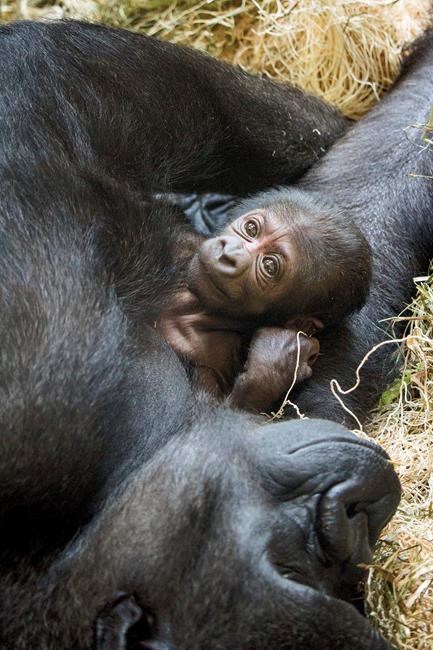 Gorilla gives birth with help from doctors who treat people | iNFOnews.ca