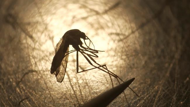 Correction: Rare Mosquito Disease story | iNFOnews.ca