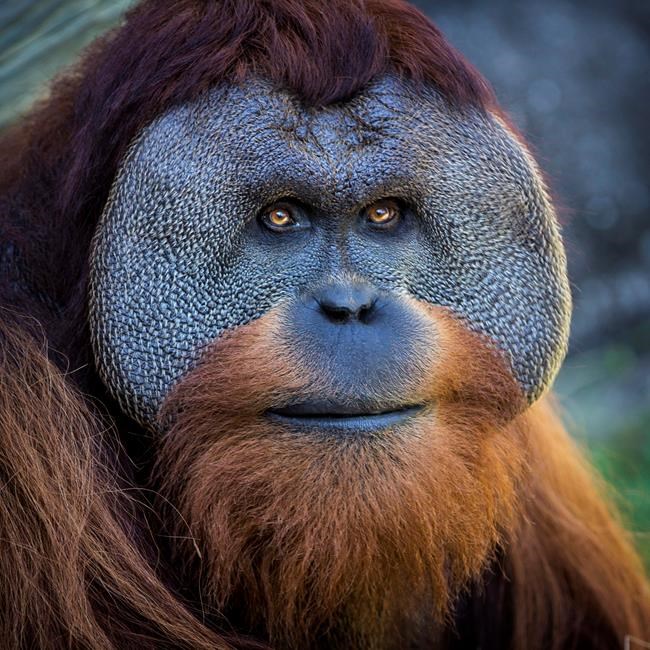 Bye-bye apes: Gorilla, orangutan may be dads elsewhere | iNFOnews.ca