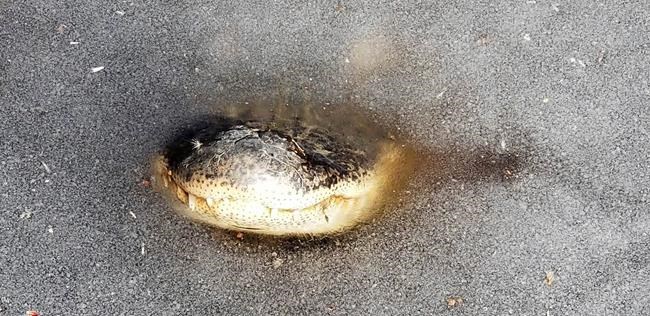 Chilly 'gators poke heads above ice to cope with bitter cold | iNFOnews.ca Chilly 'gators poke heads above ice to cope with bitter cold | iNFOnews.ca