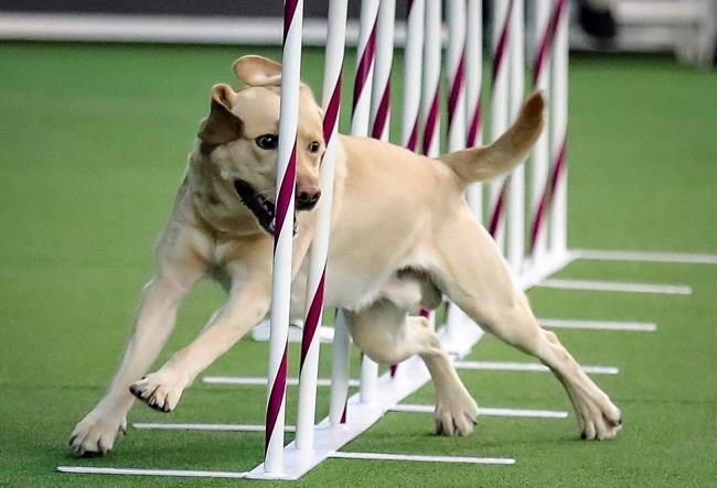 In a US now in puppy love, Labs still tops, but corgis rise | iNFOnews.ca CP244317549