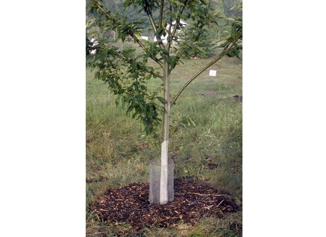 Young trees need some dressing up for winter protection | iNFOnews.ca