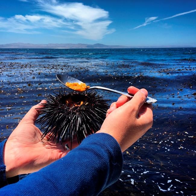 Spiny and delicious, sea urchins shine in a new documentary | iNFOnews.ca Spiny and delicious, sea urchins shine in a new documentary | iNFOnews.ca