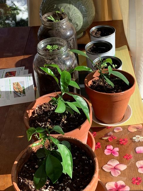 In an anxious winter, the garden still offers consolation | iNFOnews.ca In an anxious winter, the garden still offers consolation | iNFOnews.ca