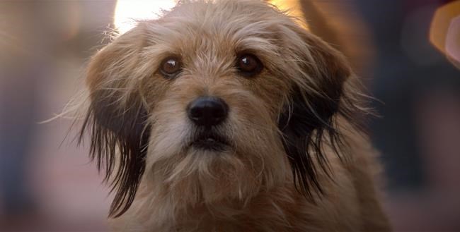 Review: In reboot for Netflix, 'Benji' is still a good boy | iNFOnews.ca Review: In reboot for Netflix, 'Benji' is still a good boy | iNFOnews.ca