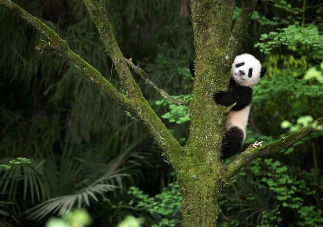 Kristen Bell narrates cuddly IMAX documentary 'Pandas' | iNFOnews.ca CP662574327