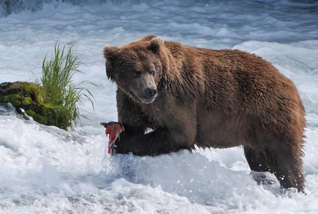 PBS airing live nature special from Alaska this summer | iNFOnews.ca CP1954128014