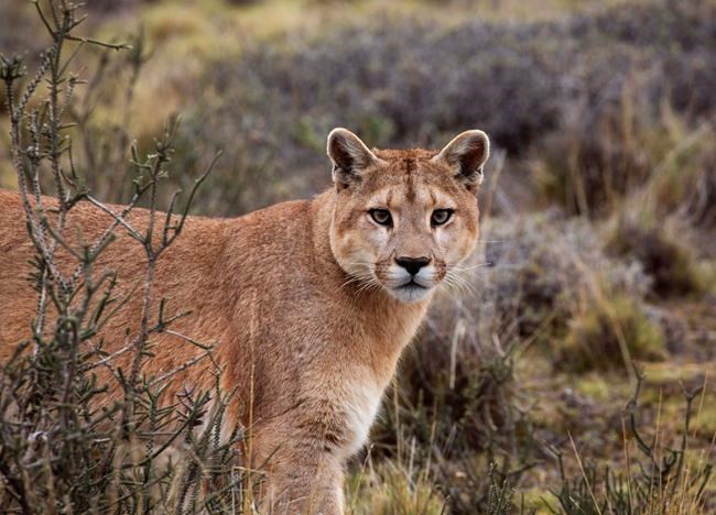 New BBC America documentary series tackles global change | iNFOnews.ca CP592802274