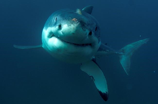 Discovery Channel asks Shark Week viewers to be donors, too | iNFOnews.ca