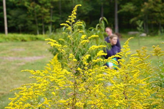 Forest bathing: A mindful walk in the woods, no getting wet | iNFOnews.ca