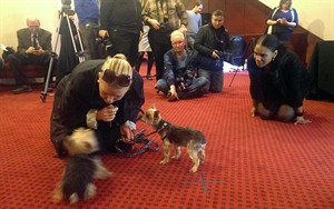 Putting their best paw forward, dogs audition for Broadway role opposite Audra McDonald | iNFOnews.ca CP27561309