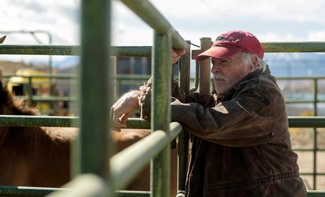 Review: An untamed man and horse connect in 'The Mustang' | iNFOnews.ca