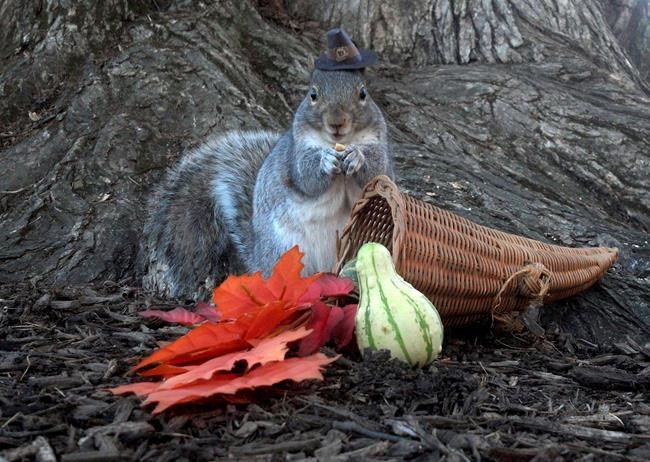 Campus critters are nuts for Penn State's 'Squirrel Girl' | iNFOnews.ca