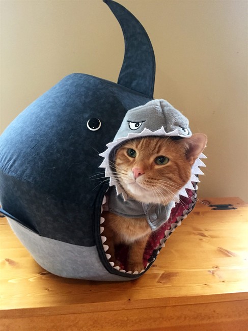Shark Week has turned into a feeding frenzy of cutesy products, but some actually do good | iNFOnews.ca
