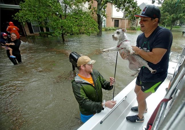 TV network focuses on Harvey animal rescues | iNFOnews.ca