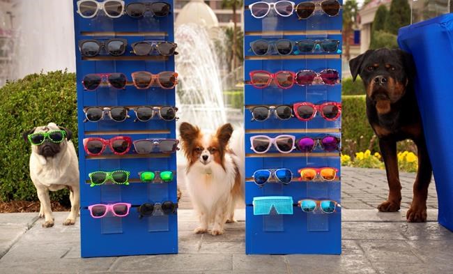 Scenes cut from 'Show Dogs' over resemblance to sexual abuse | iNFOnews.ca
