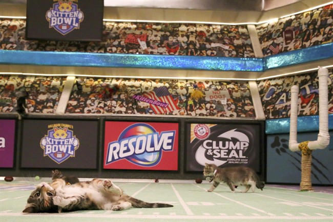Four-legged fur balls take to the field in Kitten Bowl III | iNFOnews.ca CP36226628