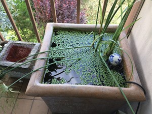 Bringing the zen of a bubbling fish pond to the patio has gotten easier | iNFOnews.ca CP29634380