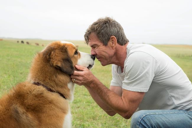 American Humane investigating treatment of dog in film | iNFOnews.ca American Humane investigating treatment of dog in film | iNFOnews.ca